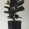 MR KITLY - Self-Watering Plant Pots - 375mm - PICK UP ONLY | Planters & Plant Care