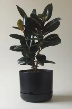 MR KITLY - Self-Watering Plant Pots - 375mm - PICK UP ONLY | Planters & Plant Care