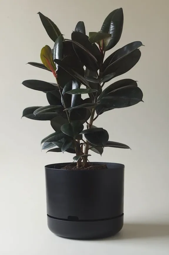 MR KITLY - Self-Watering Plant Pots - 375mm - PICK UP ONLY | Planters & Plant Care
