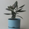 MR KITLY - Self-Watering Plant Pots - 250mm - PICK UP ONLY | Planters & Plant Care