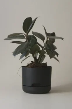 MR KITLY - Self-Watering Plant Pots - 170mm - PICK UP ONLY | Planters & Plant Care