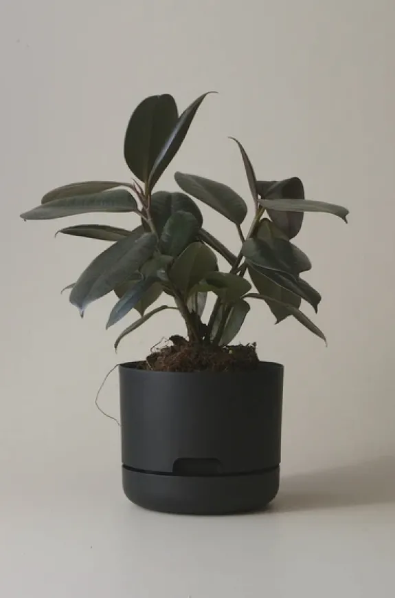 MR KITLY - Self-Watering Plant Pots - 170mm - PICK UP ONLY | Planters & Plant Care